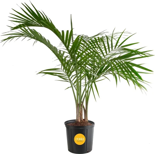 Vista 21 de Costa Farms Planta viva de palma de bambú en maceta decorativa, planta de interior grande purificadora de aire, perfecta para decoración del hogar