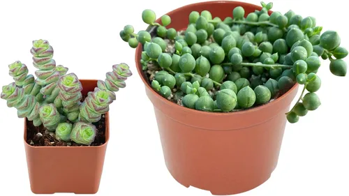Vista 2 de Juego de suculentas vivas, cadena de perlas de 4 pulgadas y Echeveria 'Melaco' de 2 pulgadas, planta de interior de fácil cuidado para decoración
