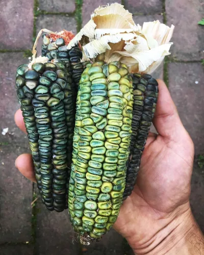 Vista 4 de TomorrowSeeds - Oaxacan Green Dent Ornamental Corn Seeds - 1/2 Pound ~ 1000+ Count - for 2026 Planting Green Blue Gold Crafting Maize Native