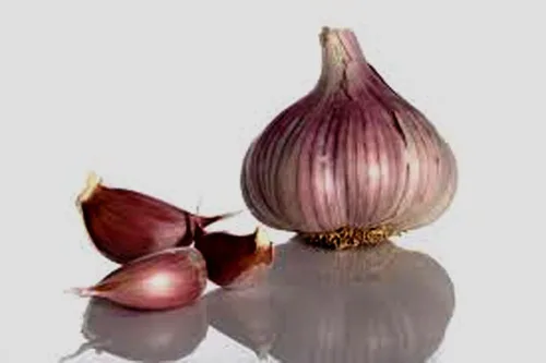 Vista 3 de Bombilla de ajo (paquete de 10), bombilla de ajo de cuello duro siberiano fresco para plantar y cultivar tu propio ajo o comer