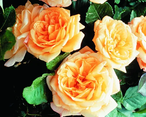 Vista 4 de Garden Sun Climbing Rose Bush - Flores de durazno albaricoque, raíz propia, planta de rosa viva en maceta de 1.5 galones Escalador fácil