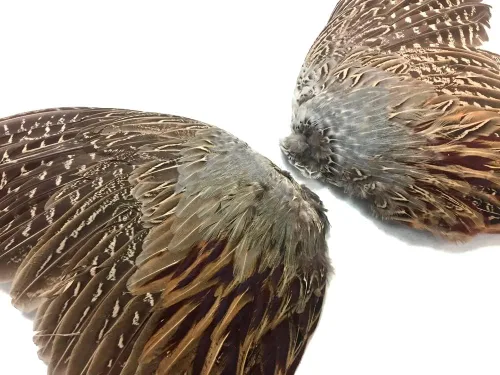 Vista 2 de 1 par - Juego de plumas de gallo de faisán natural (izquierda y derecha) para entrenamiento de perros