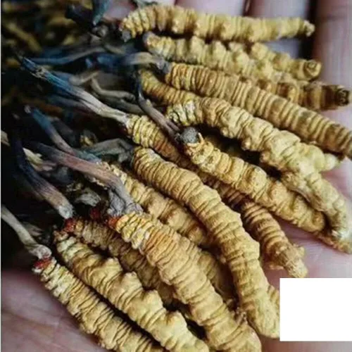 Vista 2 de Cordyceps salvajes, hongo Cordyceps Sinensis entero del Himalyan, genuino y muy raro, alto grado, aumenta la energía, reduce el estrés para hombres