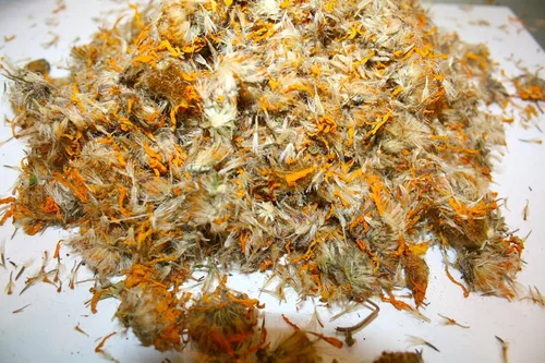 Vista 2 de Organic Bio Herbs -Árnica Montana seca orgánica (Arnica Montana) 6 onzas.