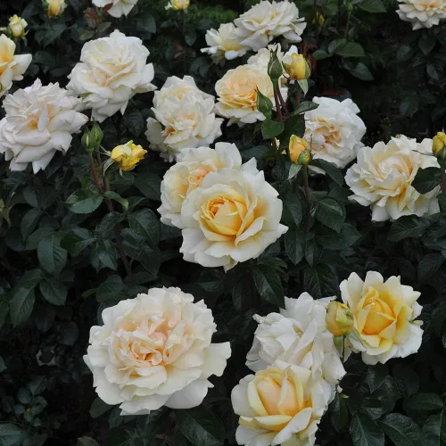 Vista 3 de Rosas de té híbridas de reliquia, planta de raíz propia, Eleganza® Winter Sun Sol de invierno Eleganza