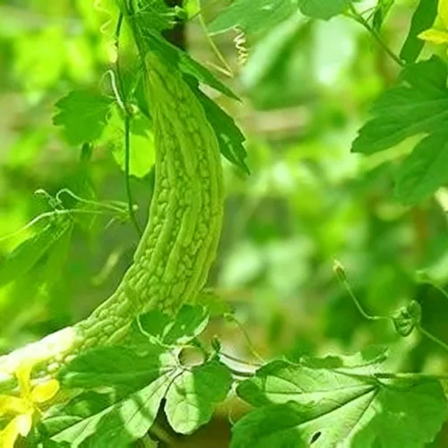 Vista 7 de 30 semillas de melón amargo para plantar, semillas anuales de Momordica, semillas de melón amargo sin OMG para el hogar, jardín al aire libre