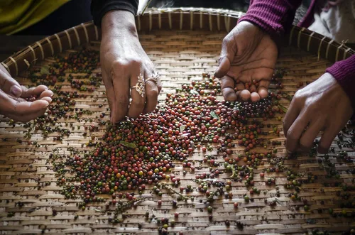 Vista 5 de Pimienta Organic Kampot, granos de pimienta Camboyanos únicos seleccionados