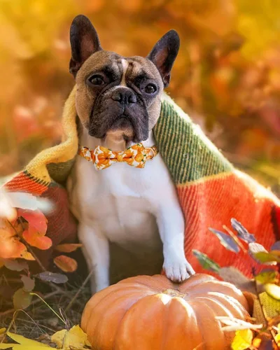 Vista 2 de Collar de otoño para perro con pajarita extraíble para perros medianos, collar de perro de Acción de Gracias de Halloween