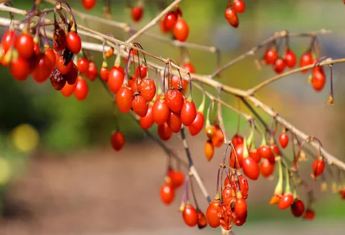 Vista 9 de 100 semillas de bayas de goji tibetanas del Himalaya FUERA DE POD - Wolfberry Shrub Bush Fruit