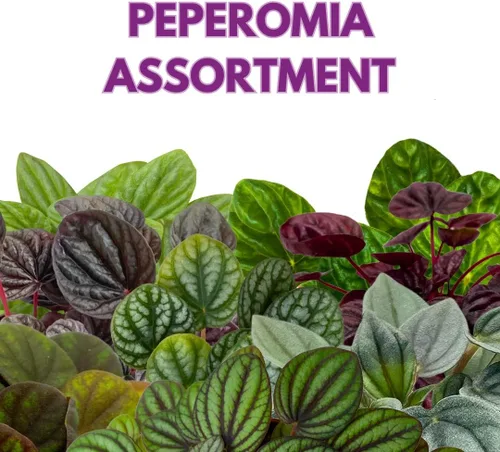 Vista 2 de BubbleBlooms Surtido de Peperomia, 6 peperomias diferentes en macetas de 2 pulgadas Grower's Choice
