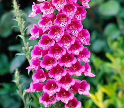Vista 3 de Semillas Dedalera Española (Digitalis thapsi) Flores perennes gigantes para plantar