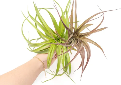 Vista 2 de Air Plant Shop Paquete de 5 XL Tillandsia Abdita Brachycaulos - Venta al por mayor y a granel - Suculentas - Tillandsia viva - Plantas