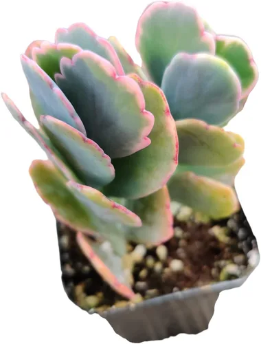 Vista 2 de Plantas suculentas de cactus vivos de USKC (maceta de 2 pulgadas Kalanchoe Fedtschenkoi/vieiras de lavanda)