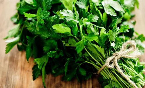 Vista 5 de Semillas de hoja plana Perejil Italiano Interior Heirloom Vegetal para plantar Semillas sin OMG 2000