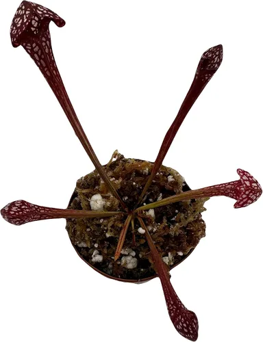 Vista 5 de Planta de jarra carnívora Sarracenia 'Scarlet Belle