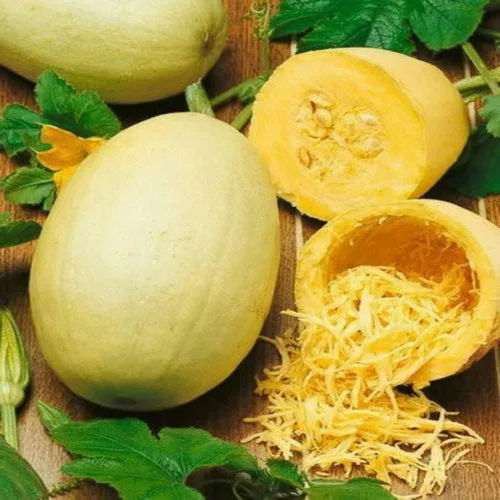 Vista 3 de 100 semillas de calabaza de invierno de espagueti, reliquia, sin OMG, semillas siempre frescas. Semillas de siembra para huerto doméstico