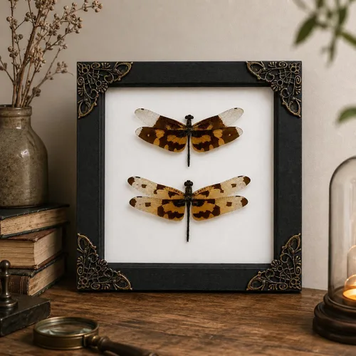 Vista 2 de 2 Real Dragonfly Specimens Shadow Box Framed Insect Display Oddities Curiosities Entomology Collection Natural History Wall Decor Gift for Nature