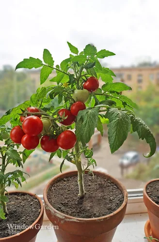 Vista 2 de Semillas de tomates cherry de arbusto enano para plantar alrededor de 20 semillas de tomate