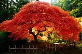Vista 2 de Maple Amur (Acer Ginnala Flame) Semillas de árbol de jardín de Seed Kingdom (semillas de 1 onza)