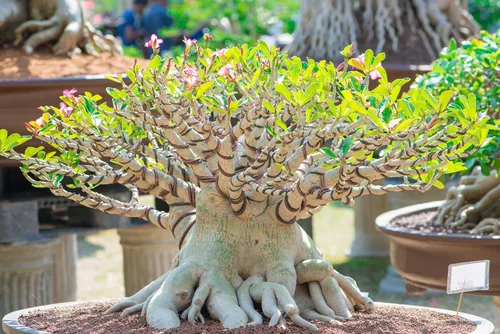 Vista 2 de Rare Exotic Desert Rose (Adenium Obesum) Semillas Mixtas - 10 Semillas