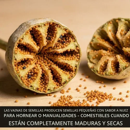 Vista 2 de Amapolas Exóticas Variedades de Semillas de Amapola El Gigante (500 Semillas) Papaver Somniferum
