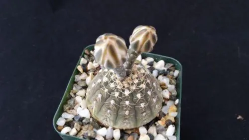 Vista 7 de Gymnocalycium ragonesii Cactus Cactus Suculenta Planta Real
