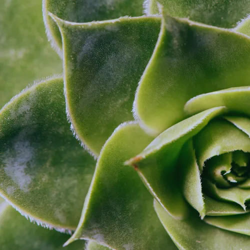 Vista 2 de Aeonium Suculents Planta viva, planta de eonio verde en maceta 4 inc