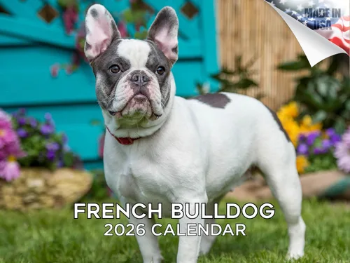 Vista 217 de Calendario de Lebrel Afgano 2025 2026, calendario mensual de pared de raza canina, 12" x 18" abierto, papel grueso sin traspaso, ideal para regalo