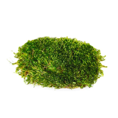 Vista 3 de SuperMoss - Musgo decorativo preservado., Verde fresco