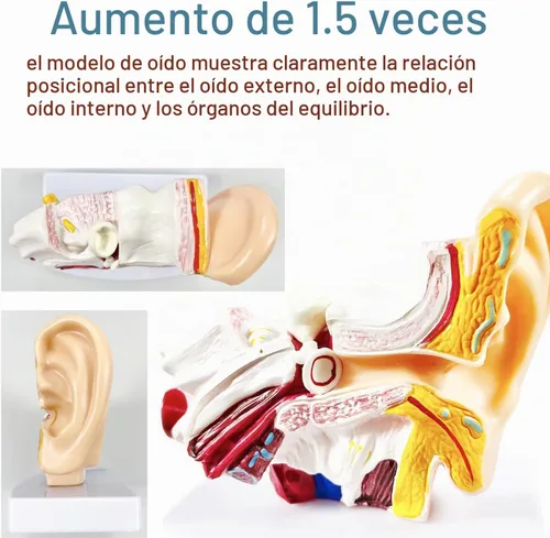 Vista 2 de Modelo de anatomía del oído humano de 1,5 veces con base