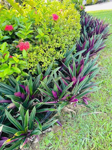 Vista 3 de Dos plantas vivas para exteriores, planta de ostras morada y verde, crece a planta exterior de altura media, planta pequeña joven