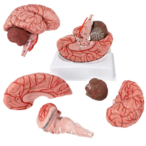 Vista 8 de Evotech - Modelo de cerebro humano con arterias, 9 partes de anatomía de tamaño real, modelo de cerebro en una base, muestra horizontal liso a Rojo