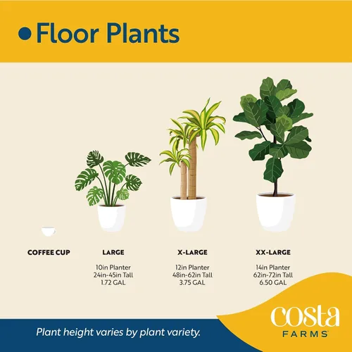 Vista 7 de Costa Farms - Planta interior, filodendro de hoja partida, monstera deliciosa Maceta decorativa