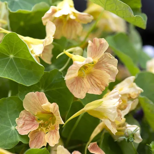Vista 10 de Eden Brothers Semillas de Nasturtium - Semillas de Alaska Gold sin transgénicos para plantar, 1 onza Semillas de flores de bajo mantenimiento
