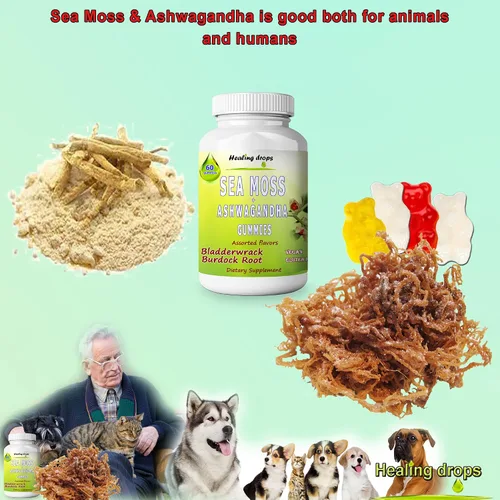 Vista 5 de Gomitas de musgo marino Ashwagandha con raíz de bardana Bladderwrack, dieta alcalina keto vegana sin OMG, sin lácteos y gluten, por Healing Drops