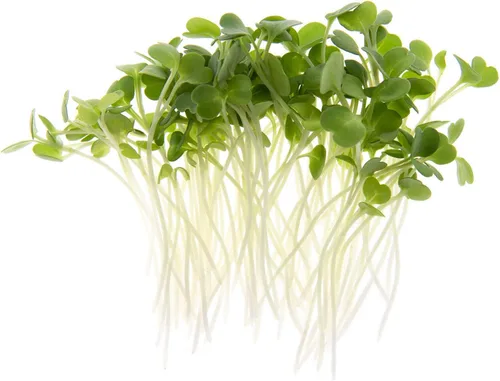Vista 2 de Arugula Microgreen Seeds - Bolsa resellable de 1 libra a granel Verdes picantes y sabrosos Semillas tradicionales sin OMG Ensalada de cohete