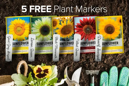 Vista 2 de Gardeners Basics, Semillas de girasol para plantar flores (paquete de 5) – Velvet Queen, mancha solar enana, reina limón, gigante y mamut mezcla a