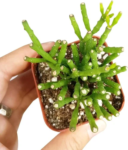 Vista 4 de Dancing Bones Hatiora Salicornioides 2 pulgadas + maceta de arcilla – Suculenta saludable, rara e inusual, planta viva de fácil cuidado, totalmente