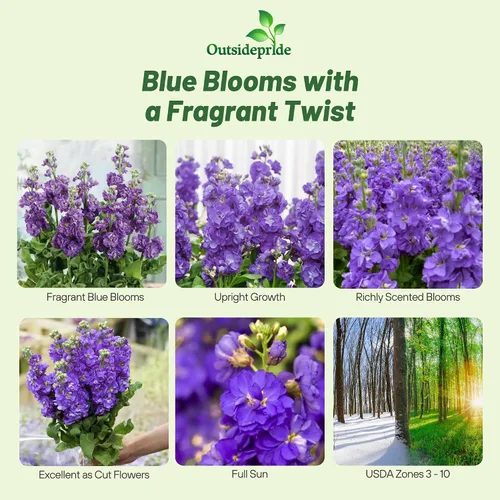 Vista 2 de Outsidepride Ten Week Blue Mattiola Stock Seeds – 1000 semillas anuales de flores para plantar con flores fragantes que atraen a los polinizadores