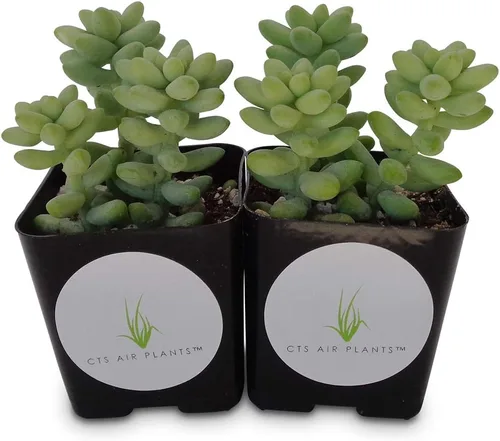 Vista 2 de Donkey Tail Succulents Cluster Sedum Morganianum Hybrid (paquete de 2 macetas de 2 pulgadas)