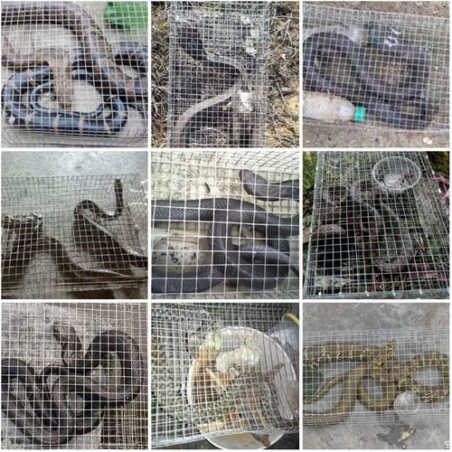 Vista 2 de AmazingTraps The Amazing Humane Snake Trap - Atrapa y libera todo tipo de serpientes - Reutilizable!