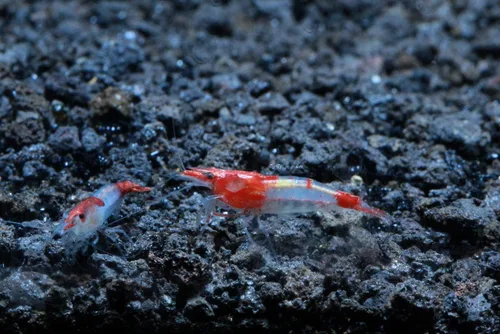 Vista 18 de Camarones vivos de acuario de agua dulce - Neocaridina (Bloody Mary, 5 unidades)