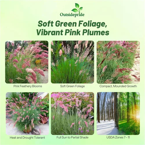 Vista 2 de Outsidepride - 50 semillas de la hierba ornamental perenne Rhynchelytrum Ruby para sembrar