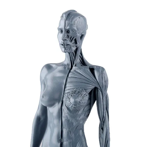 Vista 6 de Dental Nueva Anatomía Anatómica Femenina Cráneo Cabeza Cuerpo Modelo Músculo Hueso (11.8 in) Altura