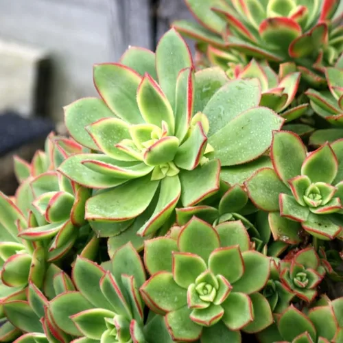 Vista 5 de Green Aeonium - Planta viva suculenta en maceta de 4 pulgadas, planta viva suculenta de roseta para cultivo en interiores y exteriores