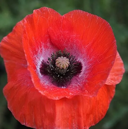 Vista 2 de Amapola de maíz 500+ semillas de flor roja brillante, hermosas flores rojas