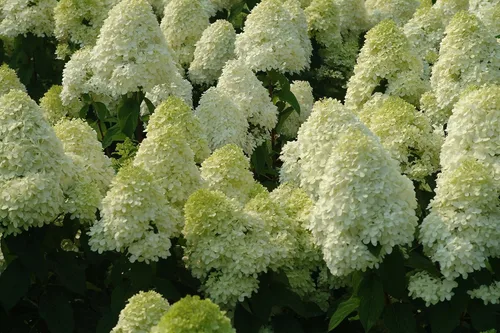 Vista 3 de Limelight Hydrangea Paniculata - Planta viva enviada de 1 a 2 pies de alto por DAS Farms