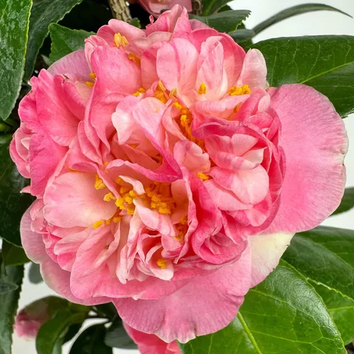 Vista 2 de Blooming & Beautiful - Mrs. Lyman Clarke Camellia - 3 galones - Arbusto de hoja perenne - Floraciones grandes rosadas semidubles - Estambres dorados
