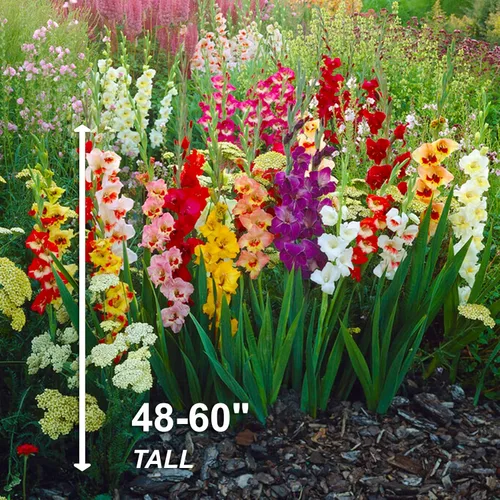 Vista 4 de Garden State Bulb Rainbow Mix Gladiolus Flower Bulbos para plantar, 10/4.7 in, primavera (bolsa de 25)