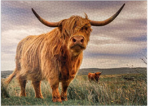 Vista 9 de MyPuzzle Strict Pair of Highland Cows Caught On The North Coast of Scotland - Rompecabezas prémium de 100 piezas para adultos